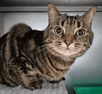 Mia - Domestic Shorthair cat available for adoption at Melton City Council Animal Pound in Melbourne