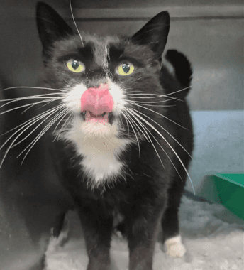 Oscar - Domestic Shorthair cat available for adoption at Melton City Council Animal Pound in Melbourne