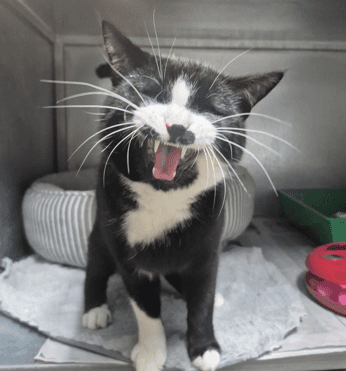 Pablo - Domestic Shorthair cat available for adoption at Melton City Council Animal Pound in Melbourne