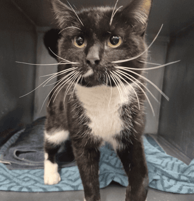 Panda - Domestic Shorthair cat available for adoption at Melton City Council Animal Pound in Melbourne