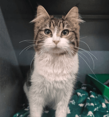 Pashmina - Domestic Medium Hair cat available for adoption at Melton City Council Animal Pound in Melbourne