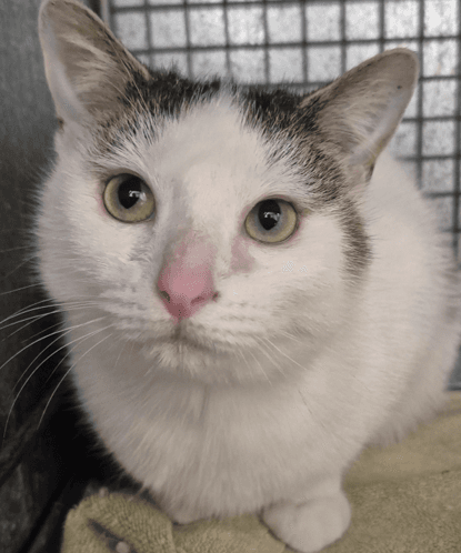 Teardrop - Domestic Shorthair cat available for adoption at Melton City Council Animal Pound in Melbourne
