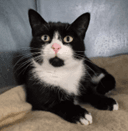 Sesame Crisp - Domestic Shorthair cat available for adoption at Melton City Council Animal Pound in Melbourne