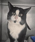 Boris - Domestic Shorthair cat available for adoption at Melton City Council Animal Pound in Melbourne
