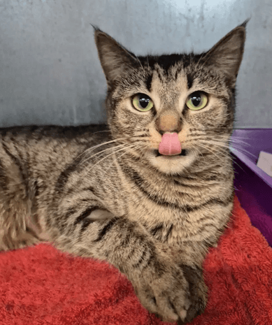 Strawberry Milkshake - Domestic Shorthair cat available for adoption at Melton City Council Animal Pound in Melbourne