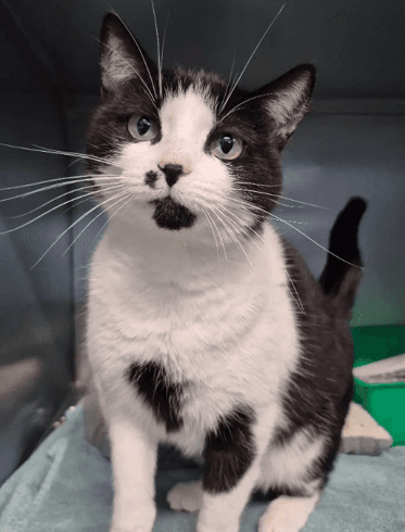 Nala - Domestic Shorthair cat available for adoption at Melton City Council Animal Pound in Melbourne