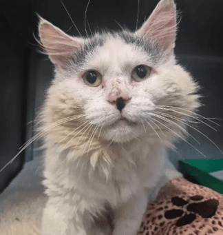 Gâteau - Domestic Medium Hair cat available for adoption at Melton City Council Animal Pound in Melbourne