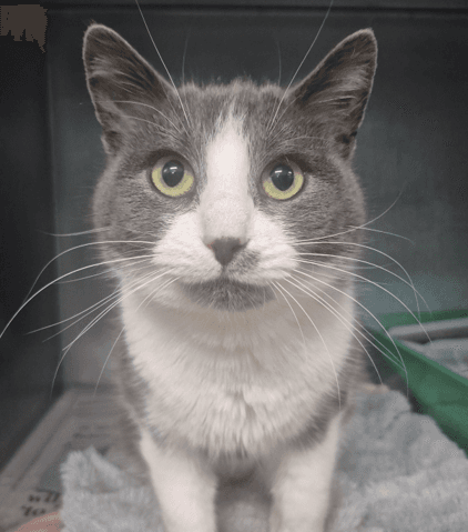 Tanghulu - Domestic Shorthair cat available for adoption at Melton City Council Animal Pound in Melbourne