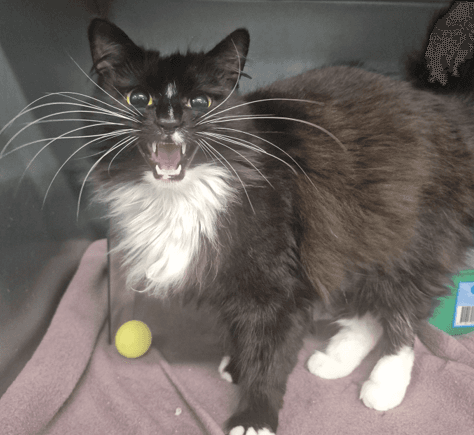 Apple Fritter - Domestic Longhair cat available for adoption at Melton City Council Animal Pound in Melbourne