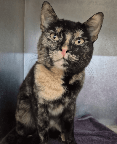 Shrimp Cracker - Domestic Shorthair cat available for adoption at Melton City Council Animal Pound in Melbourne