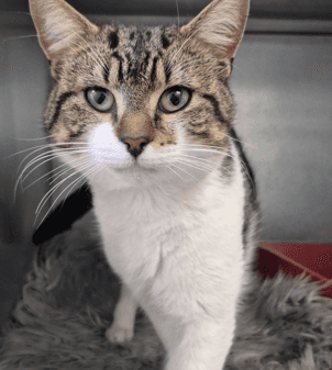 Saga - Domestic Shorthair cat available for adoption at Melton City Council Animal Pound in Melbourne