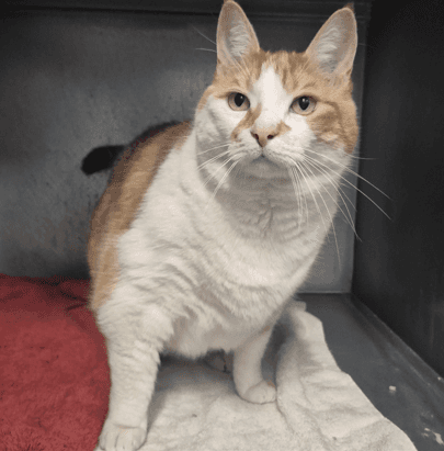 Simba - Domestic Shorthair cat available for adoption at Melton City Council Animal Pound in Melbourne