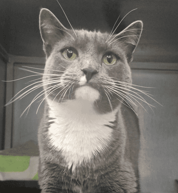 Spike Jones - Domestic Shorthair cat available for adoption at Melton City Council Animal Pound in Melbourne