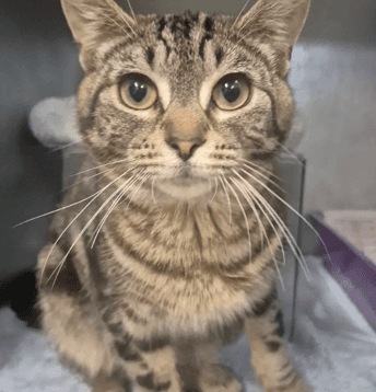 Taco Belle - Domestic Shorthair cat available for adoption at Melton City Council Animal Pound in Melbourne