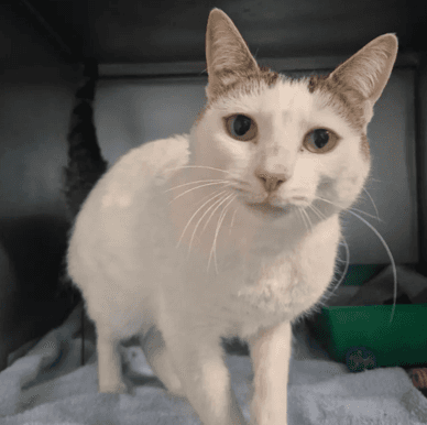 Triangle - Domestic Shorthair cat available for adoption at Melton City Council Animal Pound in Melbourne