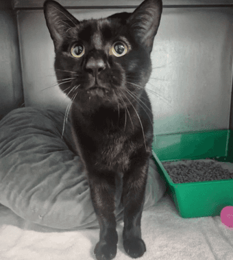 Wakanda - Domestic Shorthair cat available for adoption at Melton City Council Animal Pound in Melbourne