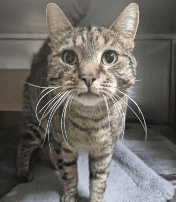 Zuko - Domestic Shorthair cat available for adoption at Melton City Council Animal Pound in Melbourne