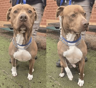 Draco - American Staffordshire Terrier Cross available for adoption in Melbourne
