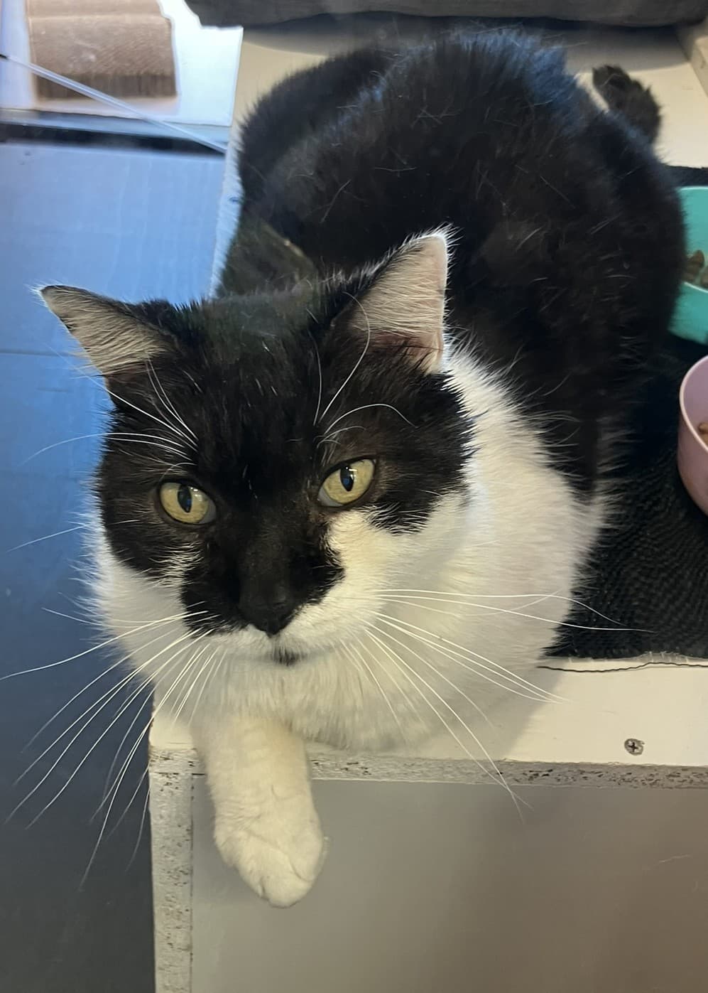 Woody - Domestic Shorthair cat available for adoption in Central Coast