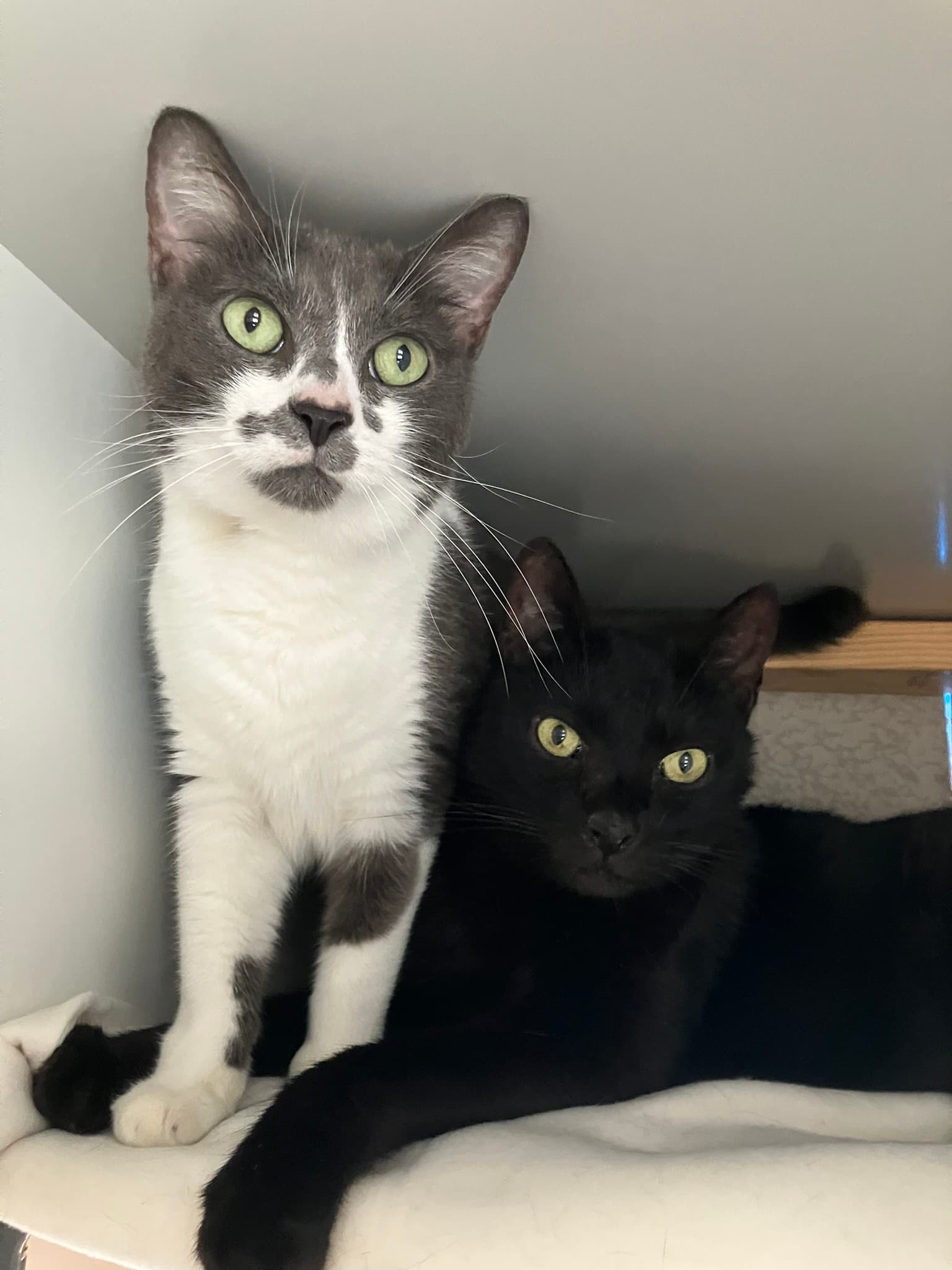 Charlie Brown and Edward - Domestic Shorthair cat available for adoption in Central Coast