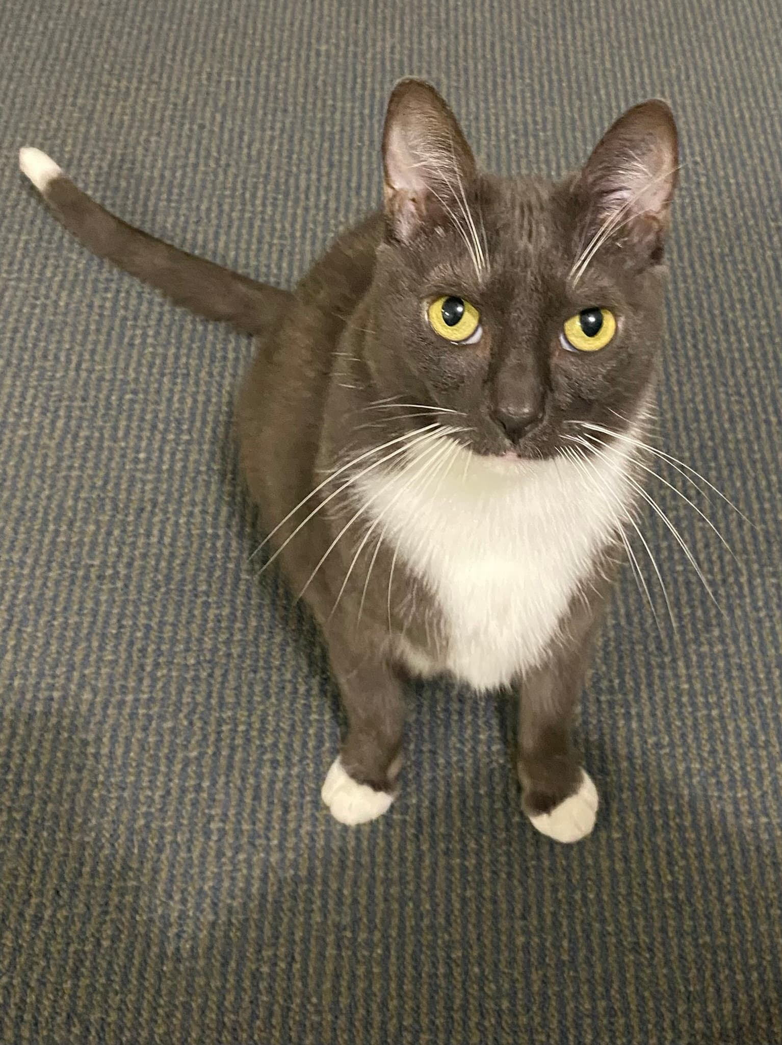 Ziggy - Domestic Shorthair cat available for adoption in Central Coast