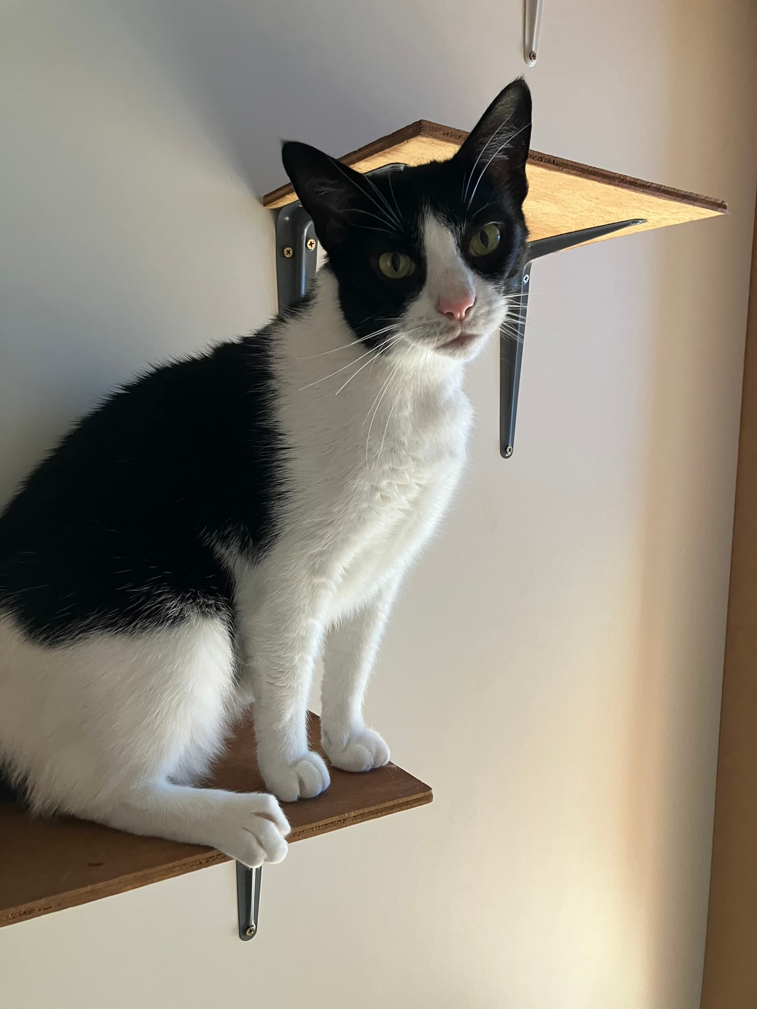 Checkers - Domestic Shorthair cat available for adoption in Central Coast