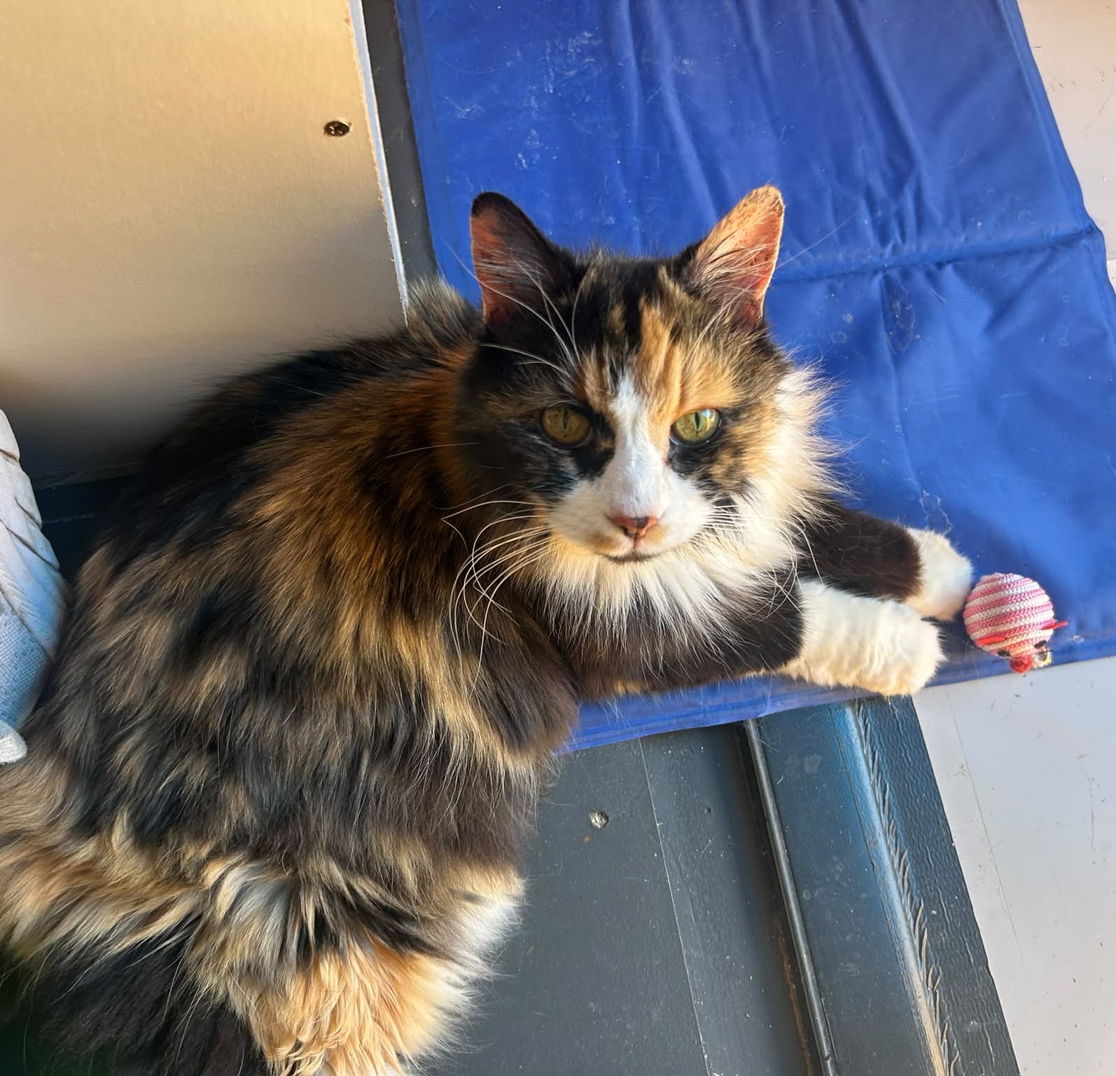 Jasmine - Domestic Shorthair cat available for adoption in Central Coast