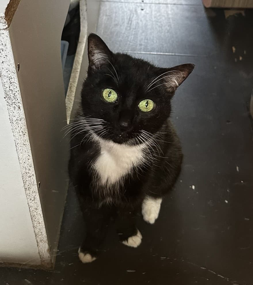 Sparkles - Domestic Shorthair cat available for adoption in Central Coast