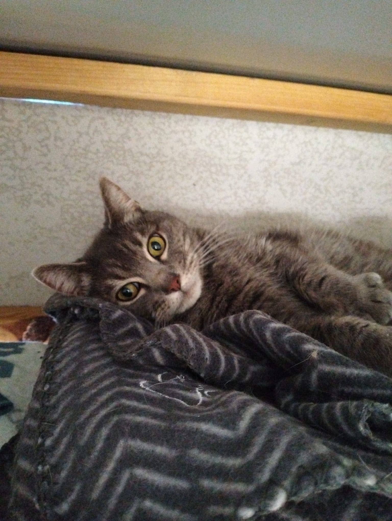 Little One - Domestic Shorthair cat available for adoption at Ninth Life Foundation in Central Coast