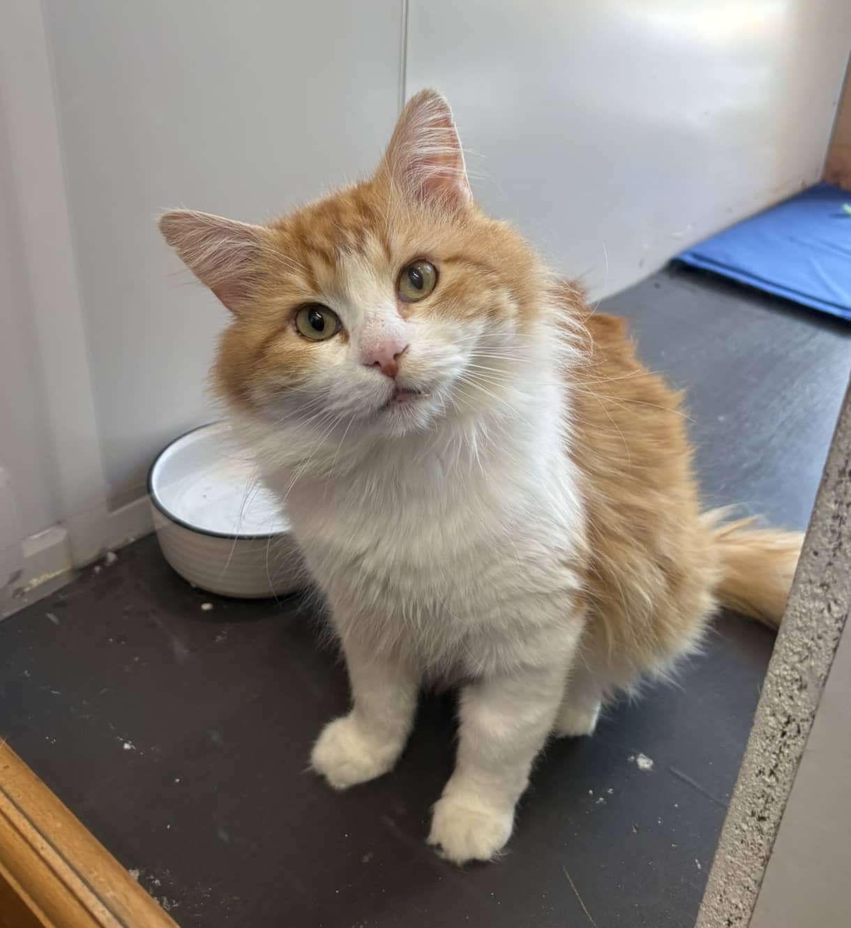 Merlin - Domestic Shorthair cat available for adoption at Ninth Life Foundation in Central Coast