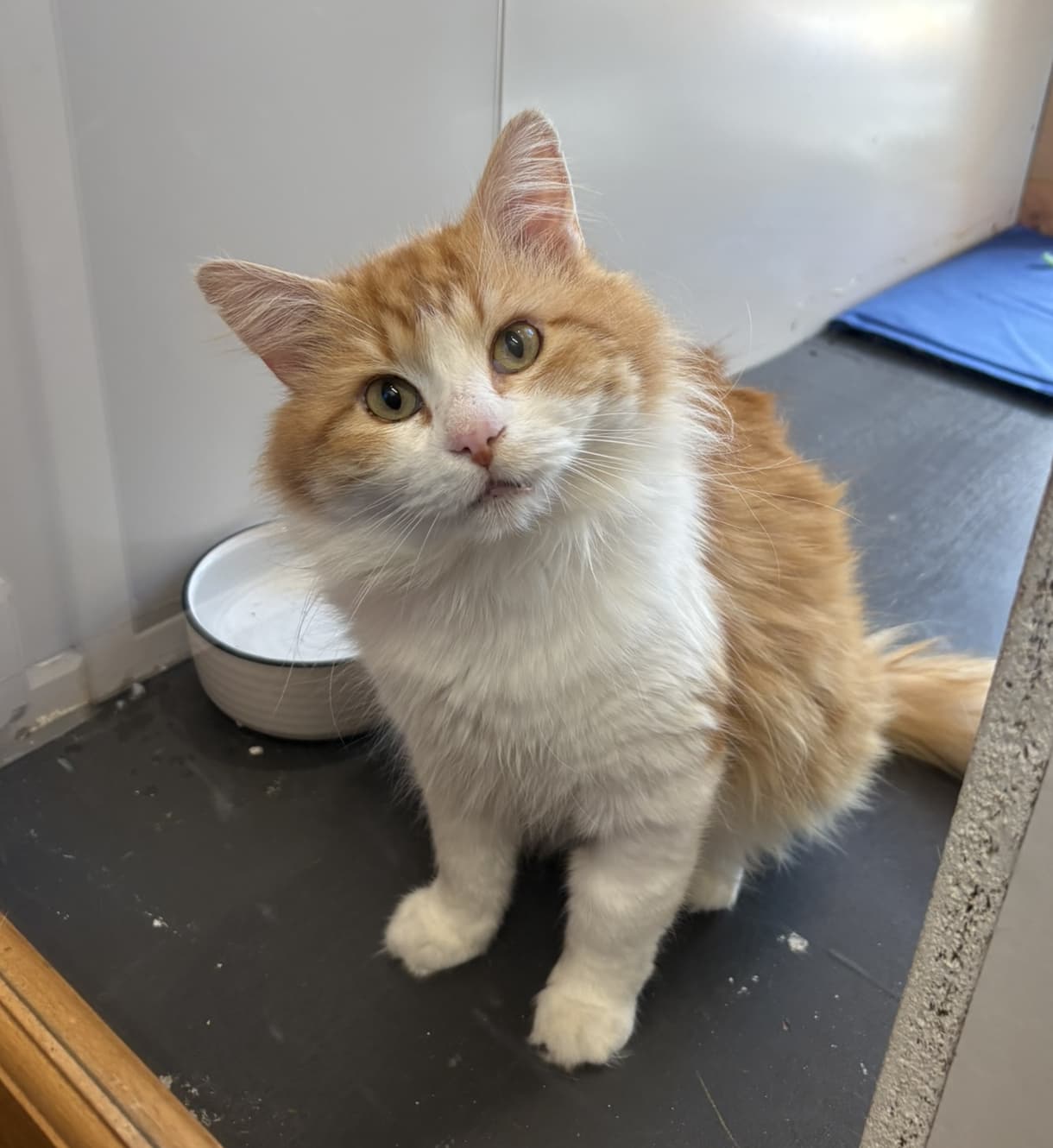 Merlin - Domestic Shorthair available for adoption in Central Coast