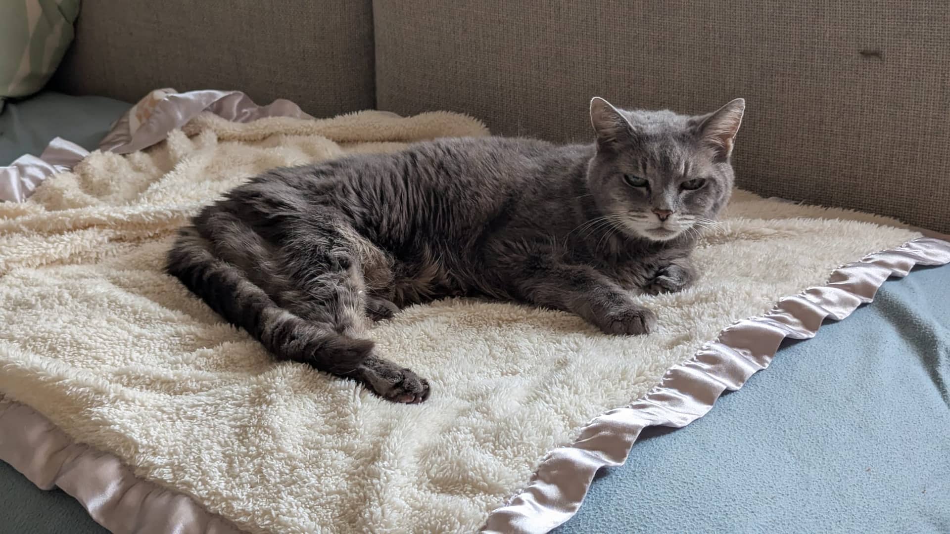 Dusty - Domestic Shorthair cat available for adoption at Ninth Life Foundation in Central Coast