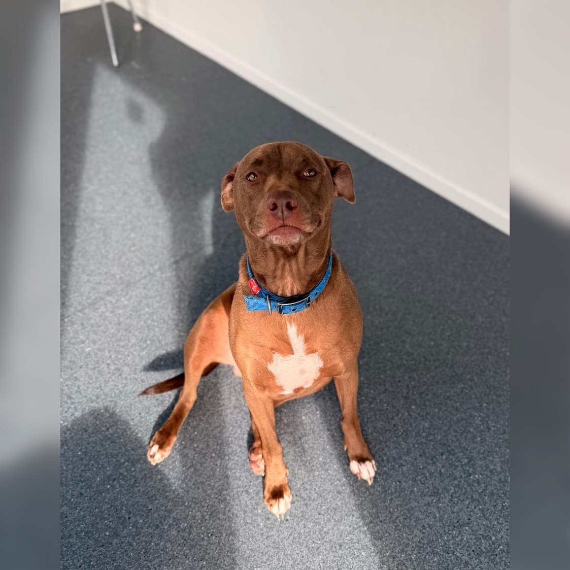 Marshal - Labrador Cross available for adoption in New Plymouth