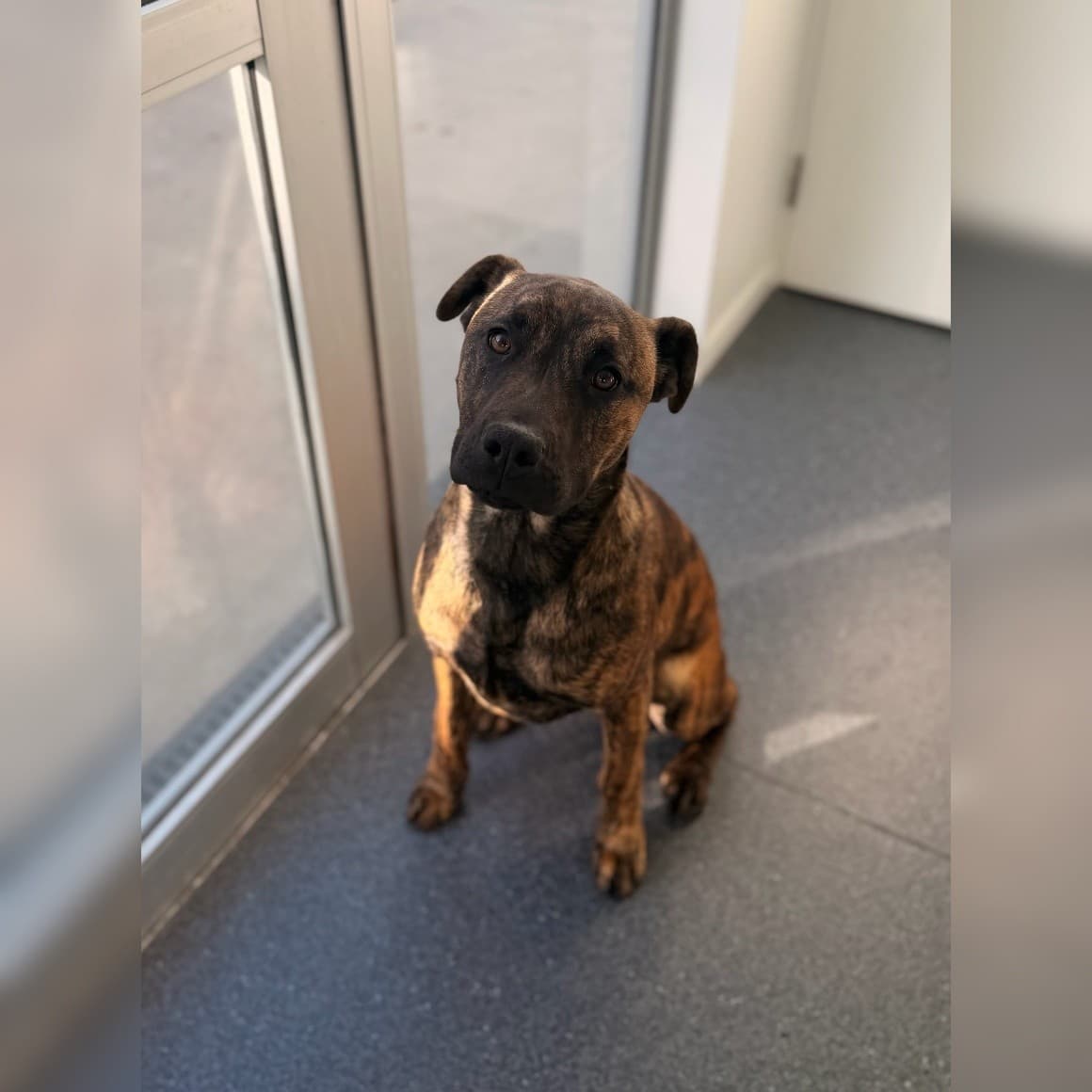 Cash - Mixed Breed available for adoption in New Plymouth
