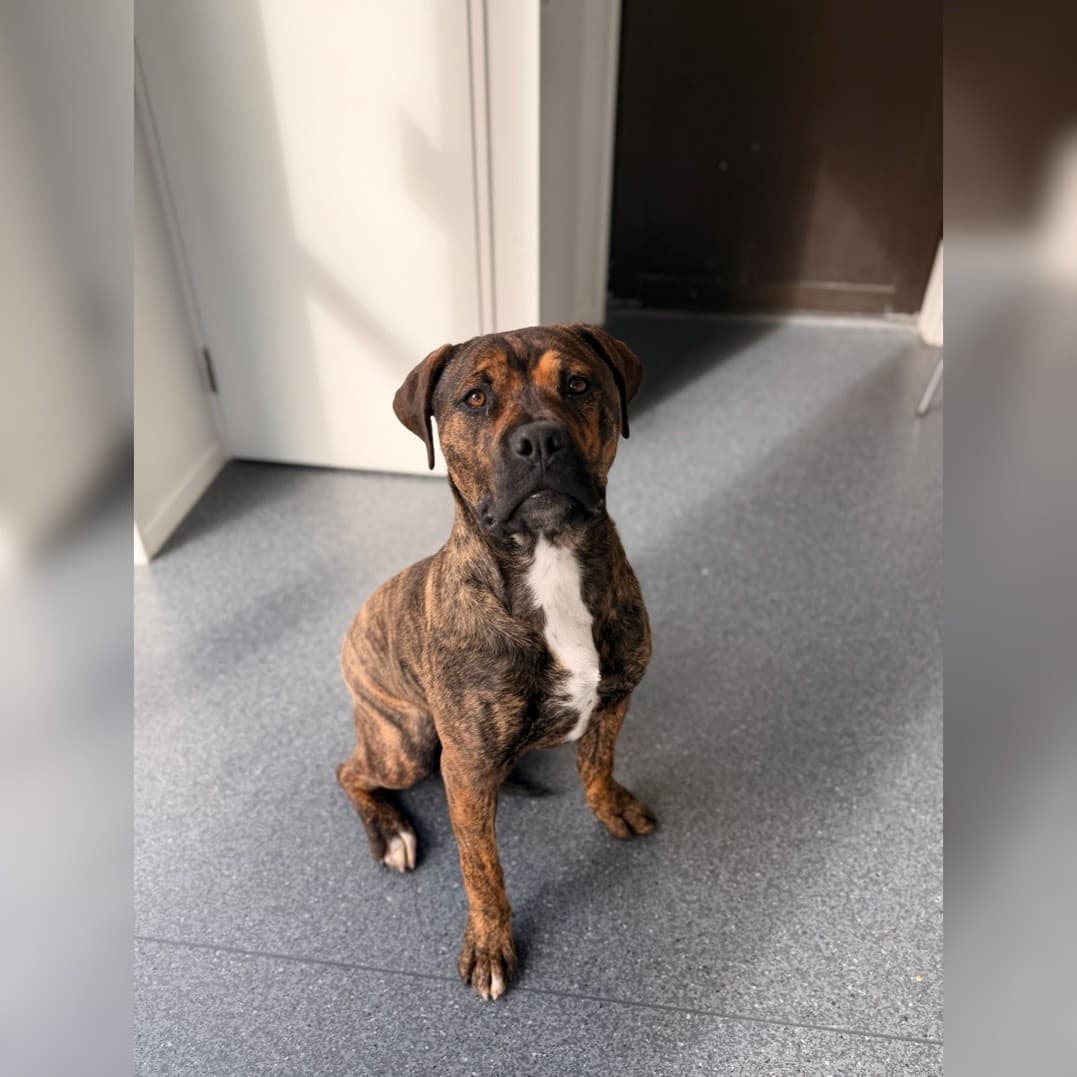 Nova - Mastiff Cross available for adoption in New Plymouth
