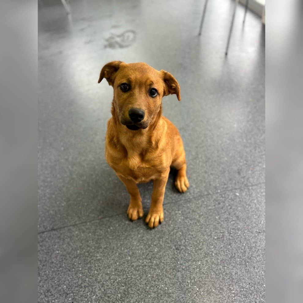 Nala - Labrador Cross available for adoption in New Plymouth