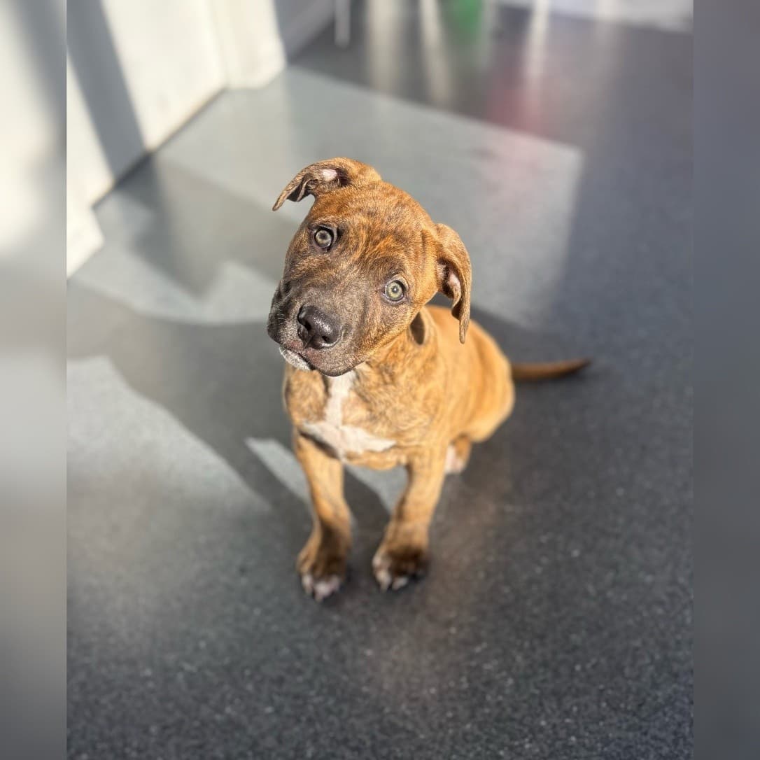 Chance - Staffy Cross available for adoption in New Plymouth