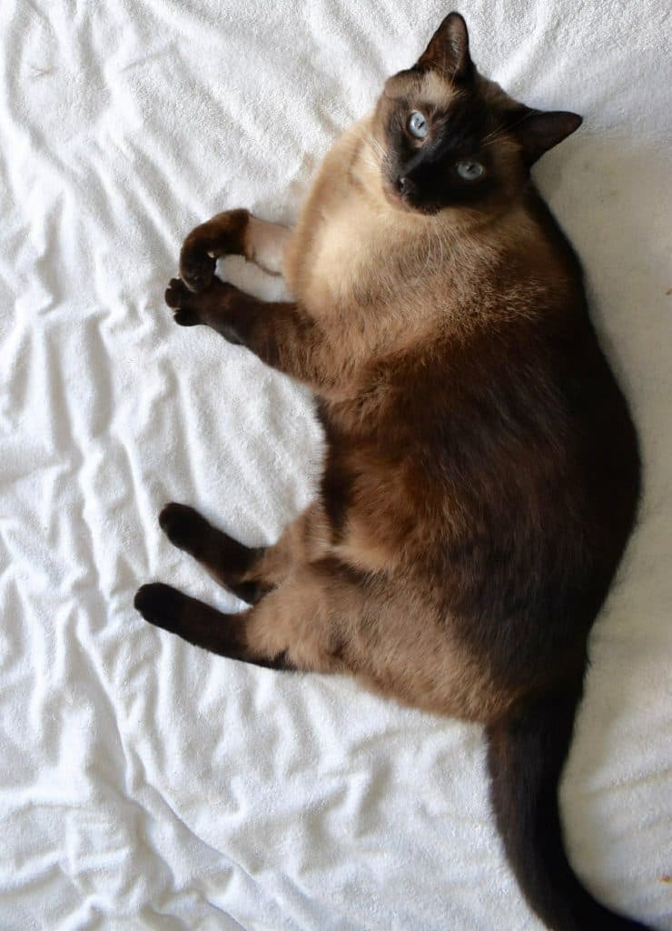 Tully - Ragdoll / Domestic Short Hair cat available for adoption at RSPCA NSW in Newcastle