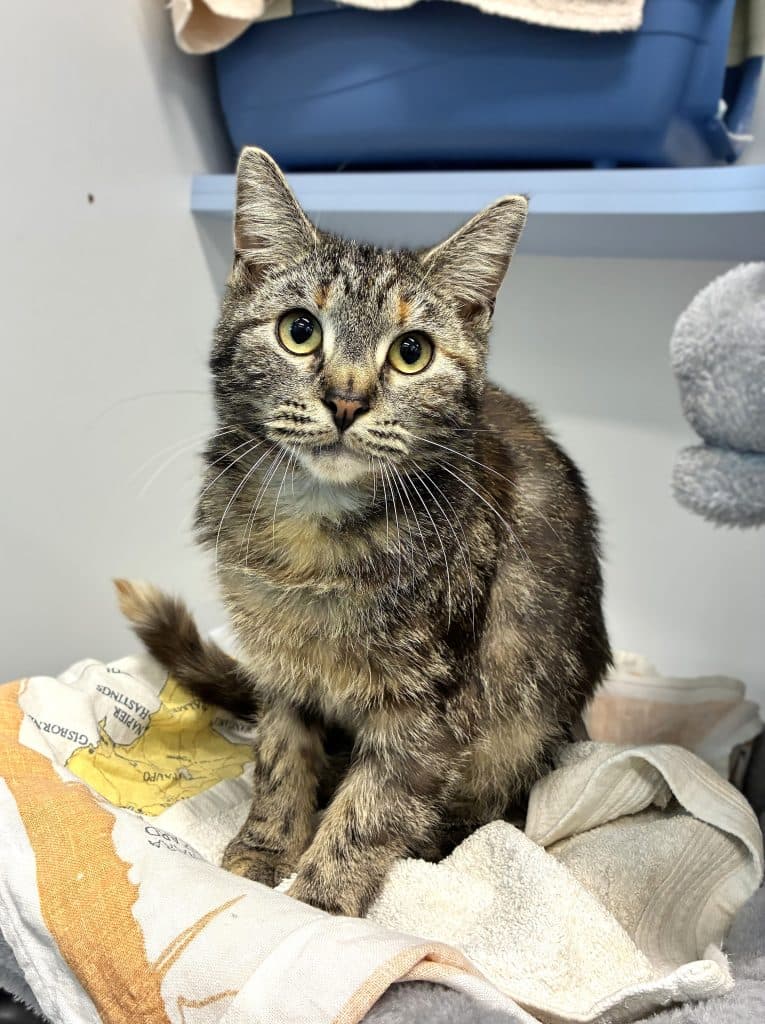 Bilbo - Domestic Short Hair cat available for adoption at RSPCA NSW in Sydney