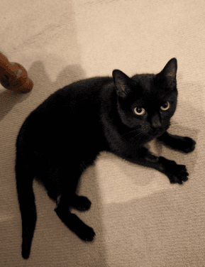 Lucy - Domestic Short Hair cat available for adoption at RSPCA NSW in Sydney