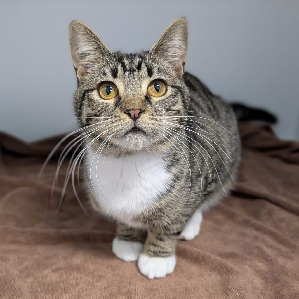 Missy - Domestic Short Hair cat available for adoption at RSPCA NSW in Sydney