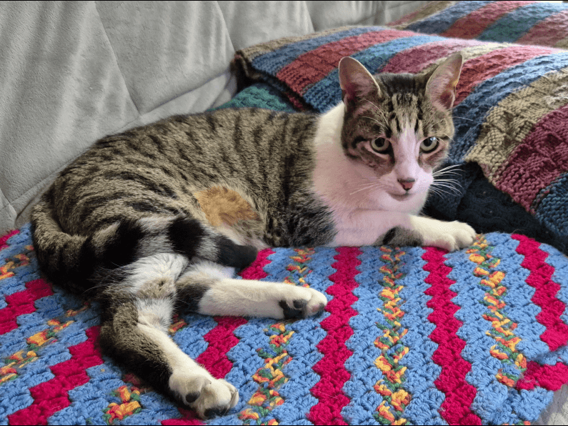 Tigger - Domestic Short Hair cat available for adoption at RSPCA NSW in Sydney