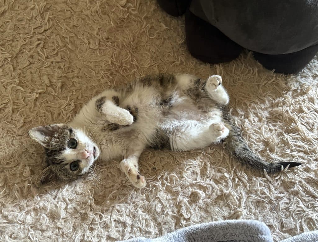 Marcello - Domestic Short Hair cat available for adoption at RSPCA NSW in Sydney
