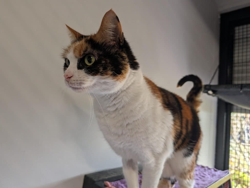 Freya - Domestic Short Hair cat available for adoption in Coffs Harbour
