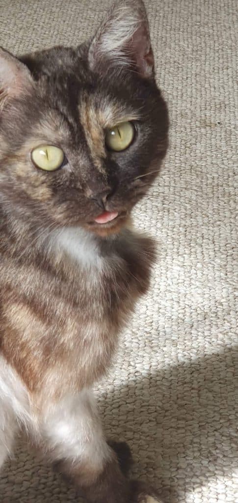Nebula - Domestic Short Hair available for adoption in Wollongong