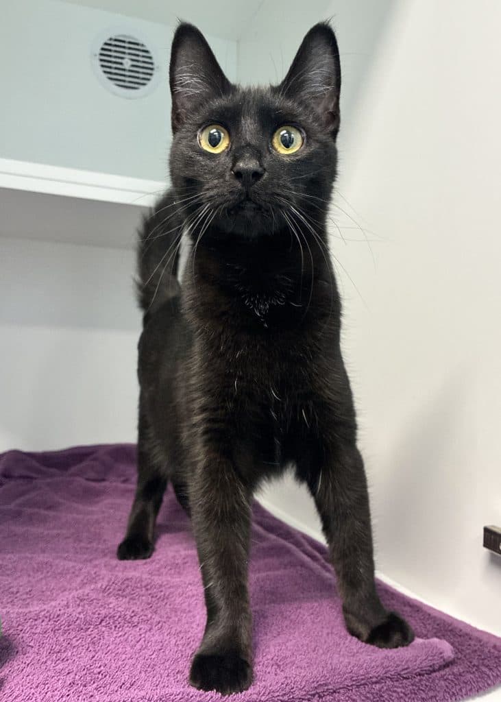 Coco - Domestic Short Hair cat available for adoption at RSPCA NSW in Sydney