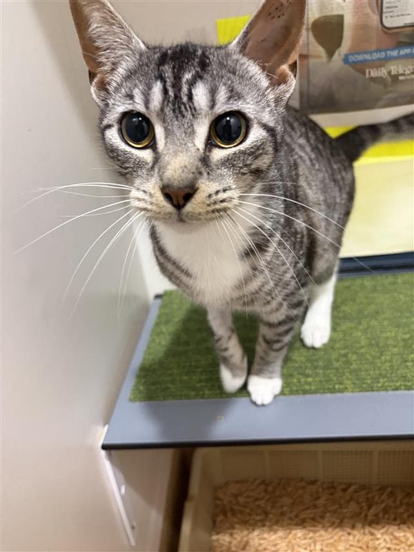 Athena - Domestic Short Hair cat available for adoption at RSPCA NSW in Wollongong