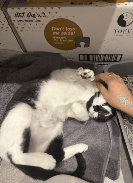 Lotti - Domestic Short Hair cat available for adoption at RSPCA NSW in Sydney
