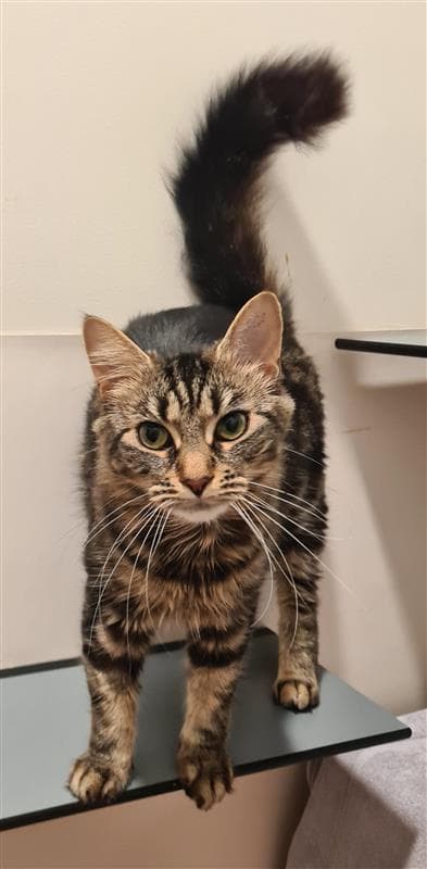 Beyonce - Domestic Medium Hair cat available for adoption in Wollongong