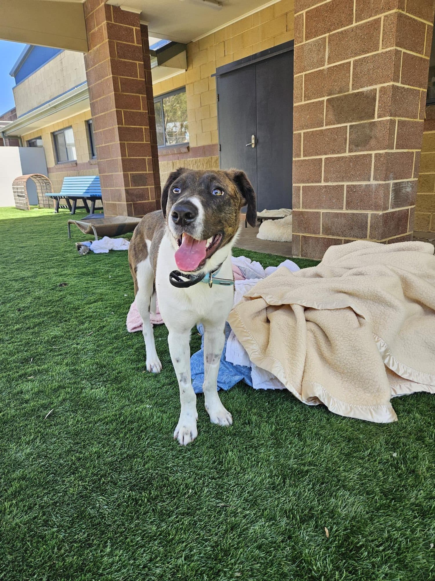 Atlas - Louisiana Catahoula Leopard Dog available for adoption in Wollongong